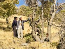 پاکسازی آفت لورانتوس در منطقه حفاظتشده بوزین و مرخیل پاکسازی آفت لورانتوس در منطقه حفاظتشده بوزین و مرخیل