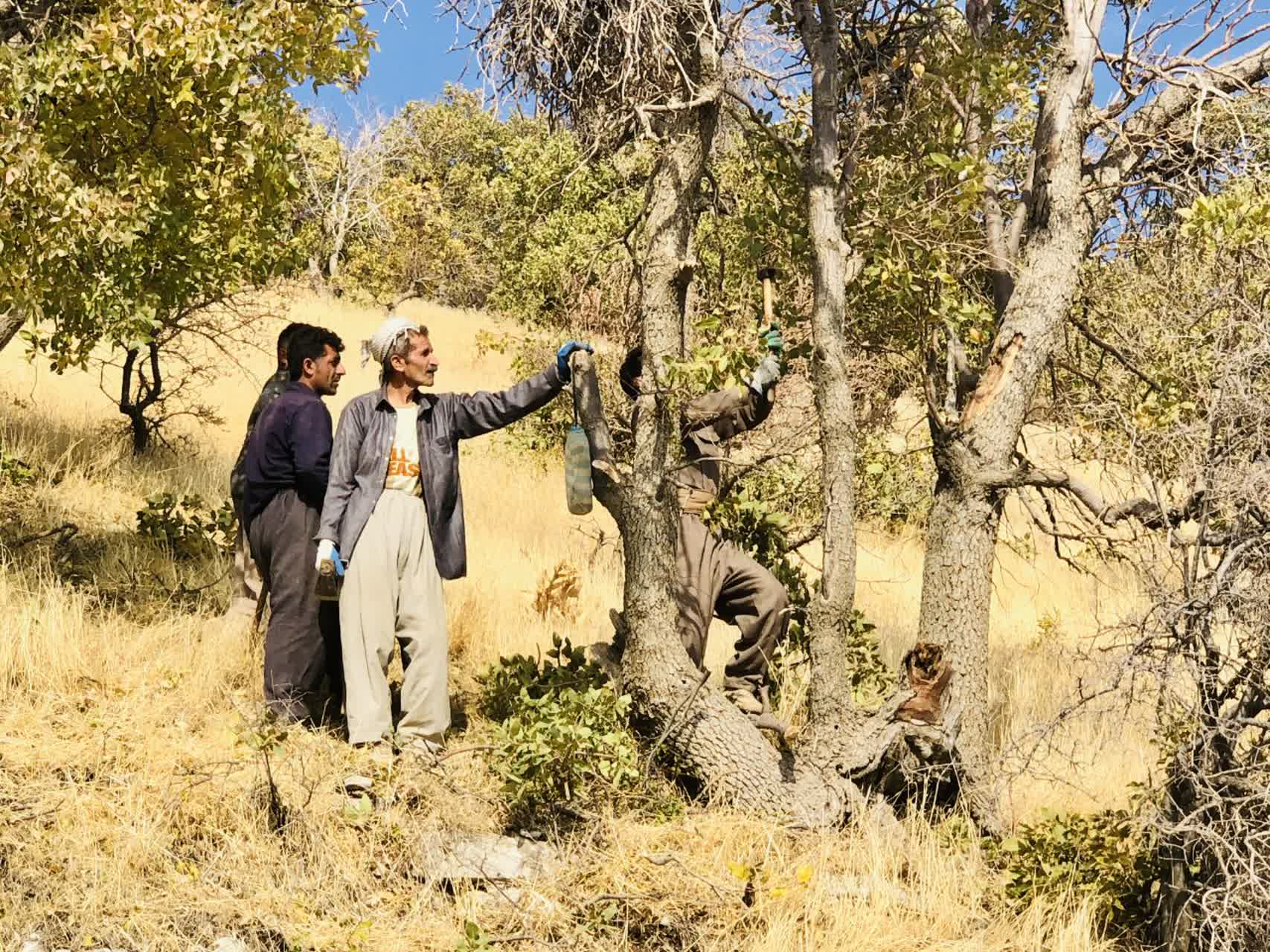 پاکسازی آفت لورانتوس در منطقه حفاظتشده بوزین و مرخیل پاکسازی آفت لورانتوس در منطقه حفاظتشده بوزین و مرخیل