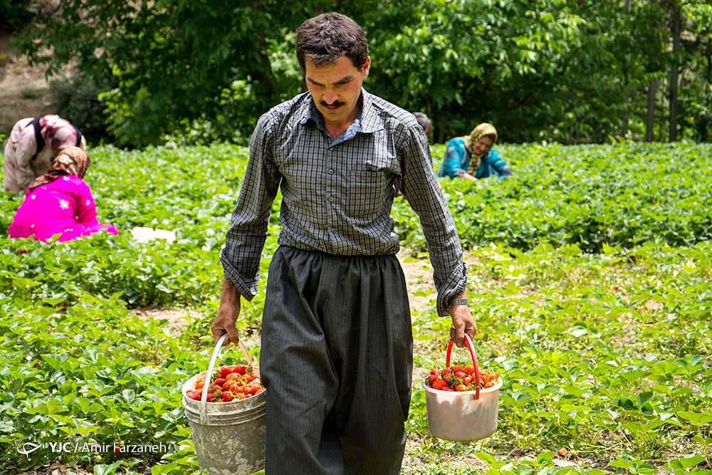 ۷۵ درصد توت فرنگی کشور در کردستان تولید می شود