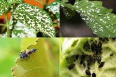 کرمانشاه جزو ۳ استان برتر کشور در مبارزه غیرشیمیایی با آفات است