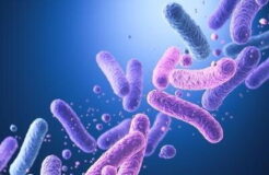 کدام نوع پروبیوتیک‌ حافظه را تقویت می‌کند؟