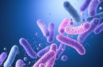 کدام نوع پروبیوتیک حافظه را تقویت میکند؟ کدام نوع پروبیوتیک حافظه را تقویت میکند؟