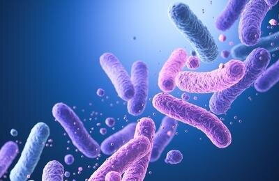 کدام نوع پروبیوتیک‌ حافظه را تقویت می‌کند؟