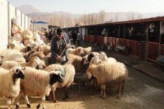 خطرناک‌ترین بیماری‌های مشترک انسان و حیوان کدام‌اند؟