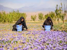 سطح زیر کشت زعفران کرمانشاه به ۲۰۰۰ هکتار می‌رسد