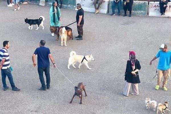 سگ‌گردانی در استان کردستان ممنوع شد
