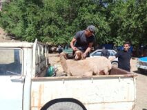 تصاویری از مراسم قربانی در  شهر بانه‌وره در عید سعید قربان